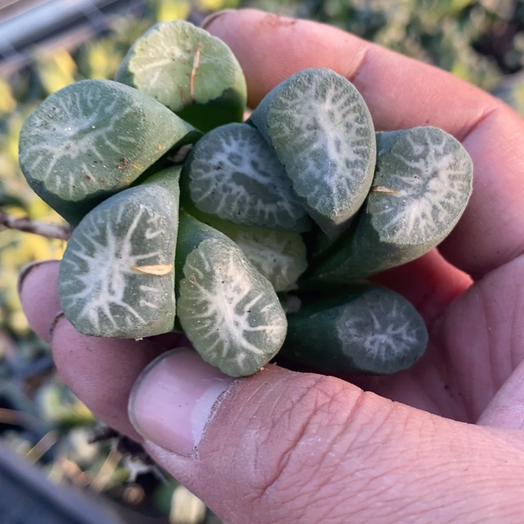 *****315 一颗福利。