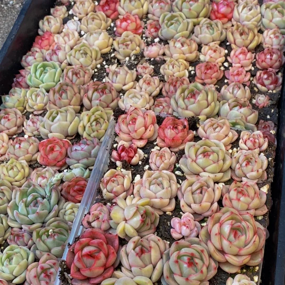 366多肉植物保护量拍一盒