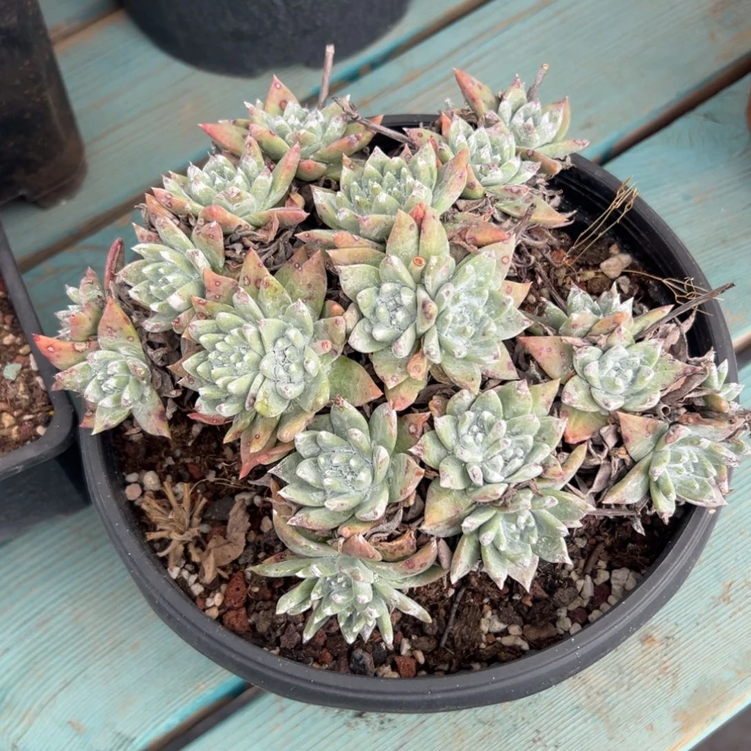 厚叶瑞吉娜～一物一拍3059