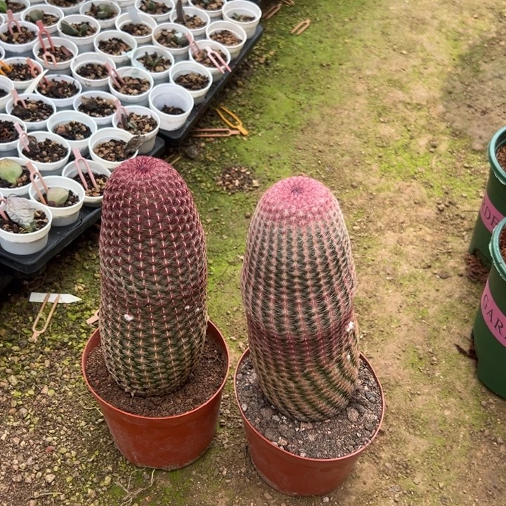 张***宝吉祥如意等名家的作品