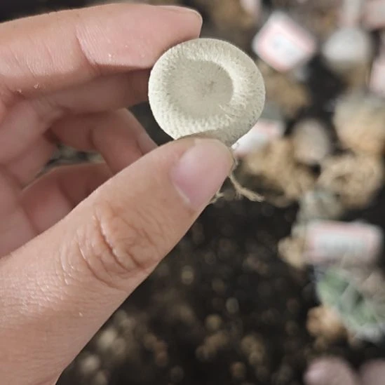 一物一拍，编号小人帽仙人球！