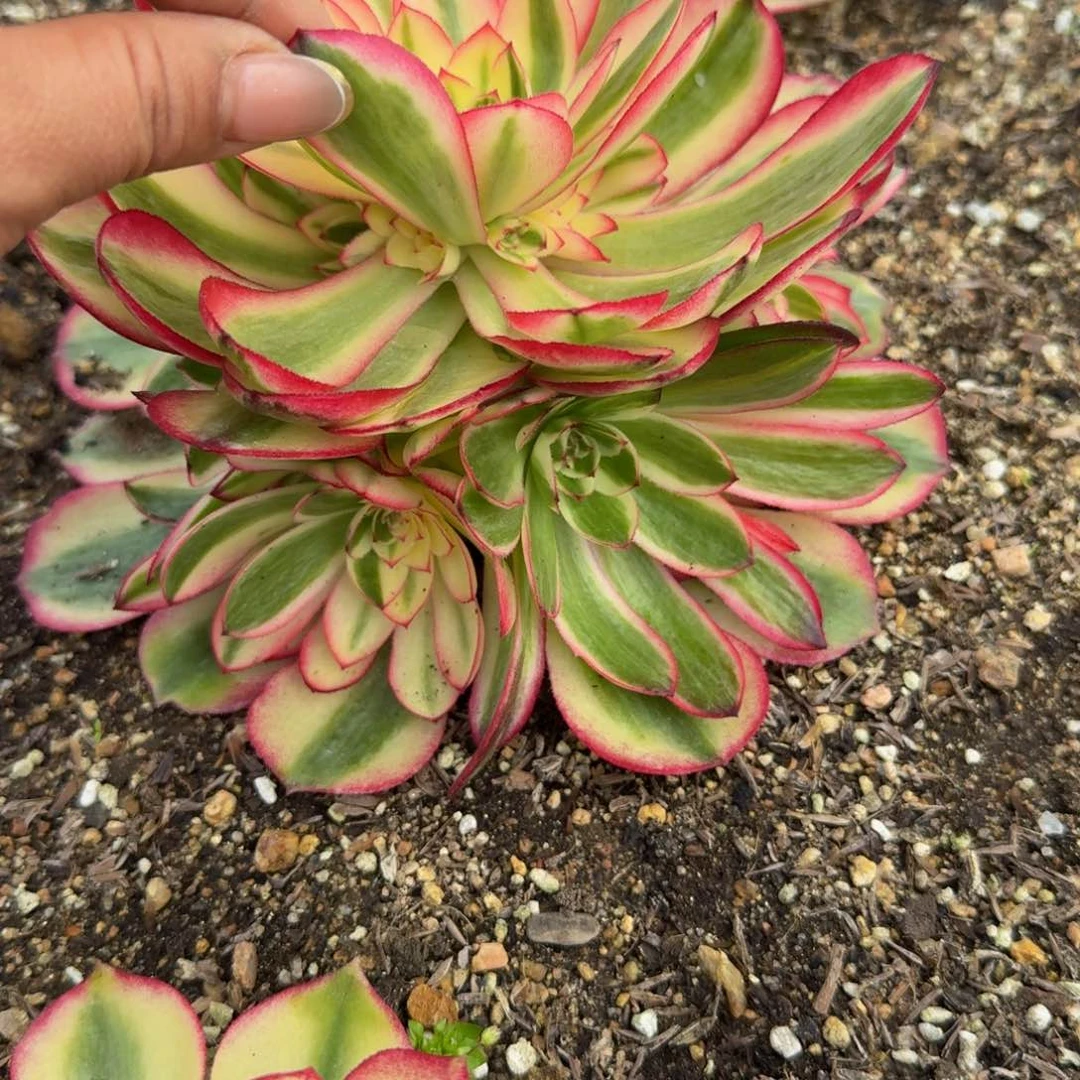 423荔枝。多肉植物