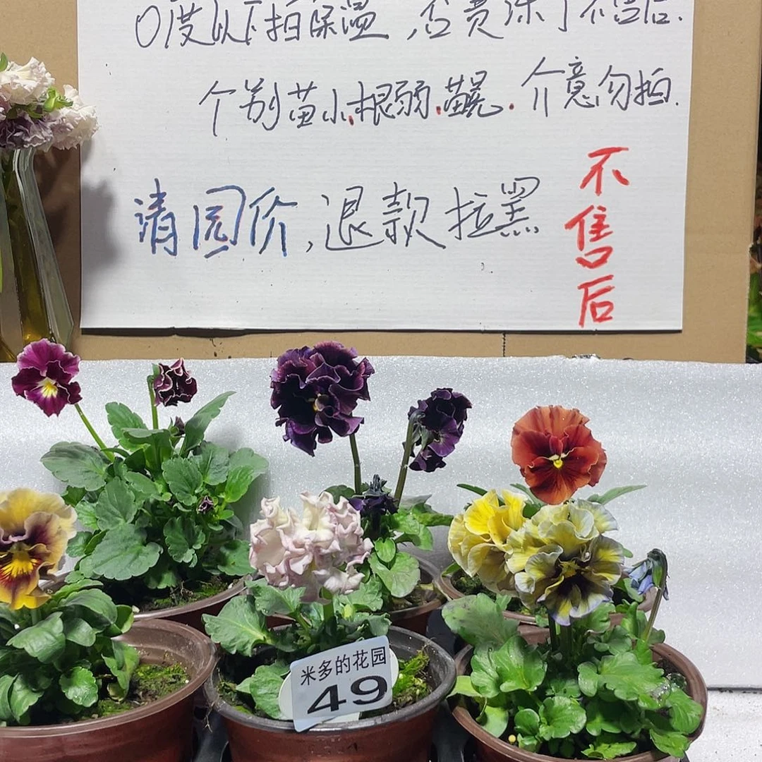 大部分花苞少量开放49