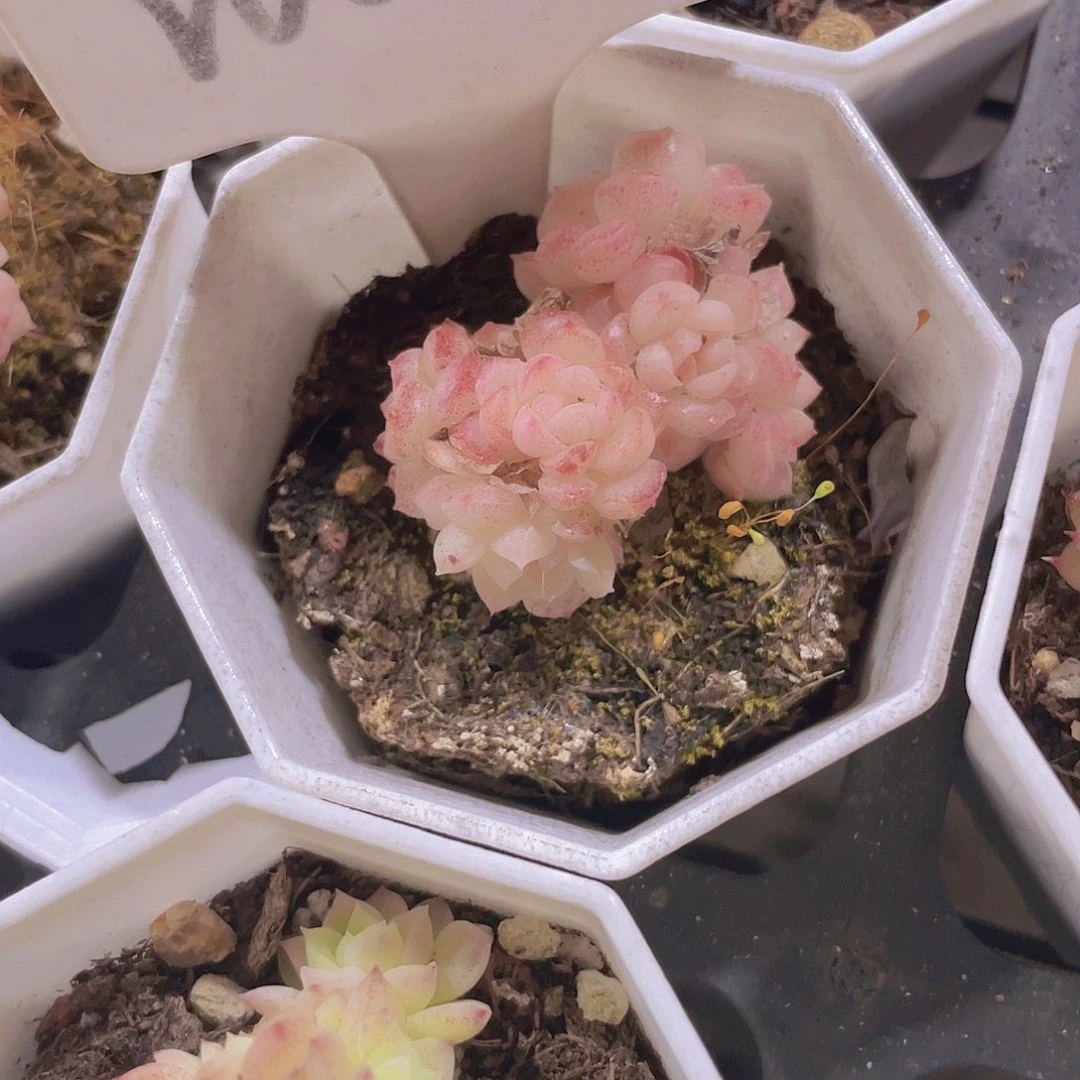 大*妮樱花麦秆w060一物一拍多肉