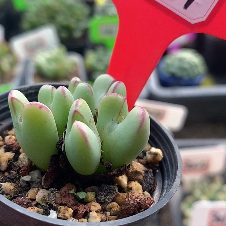 这样你的人生有多艰难2031