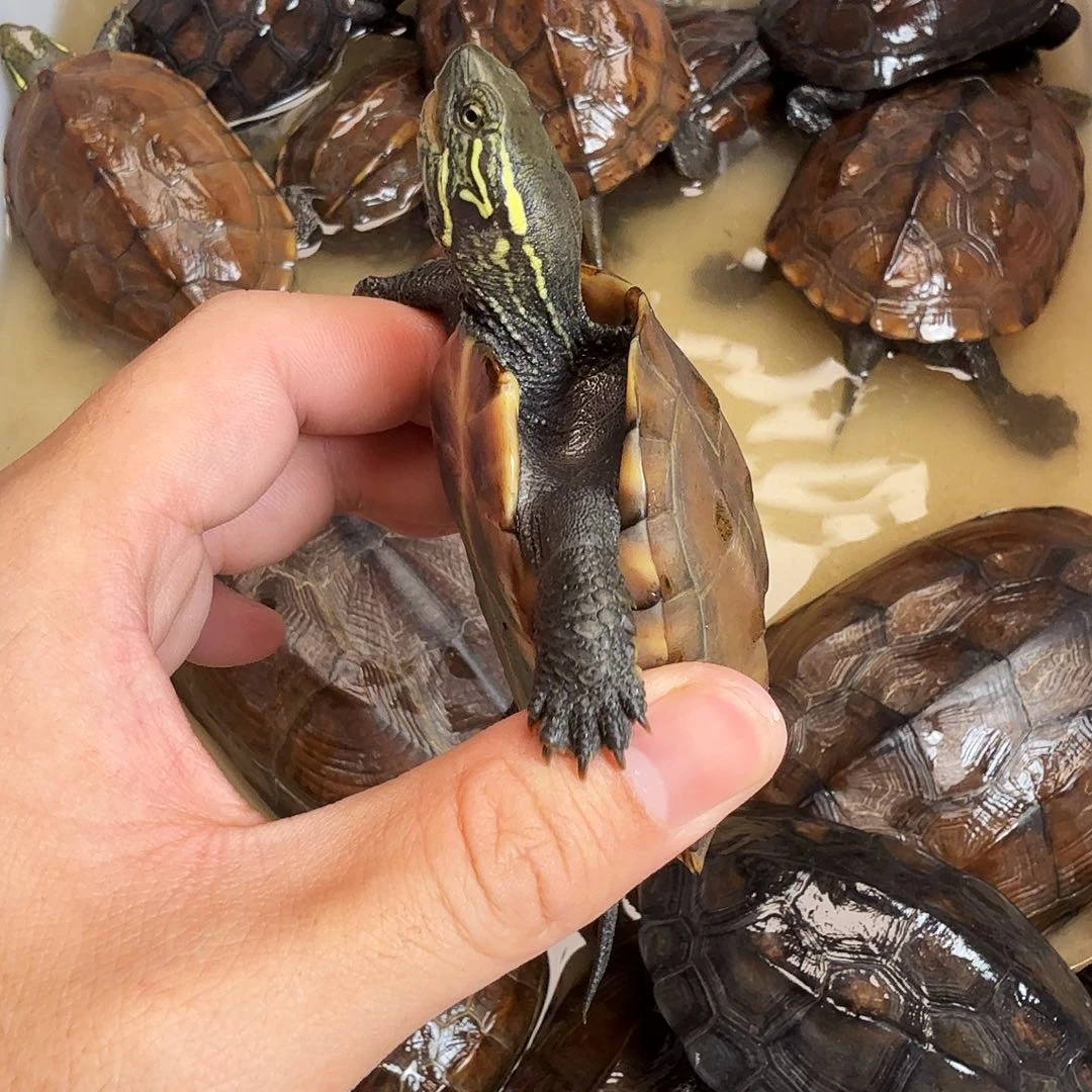 ─***⌵绿毛龟母6666666666666