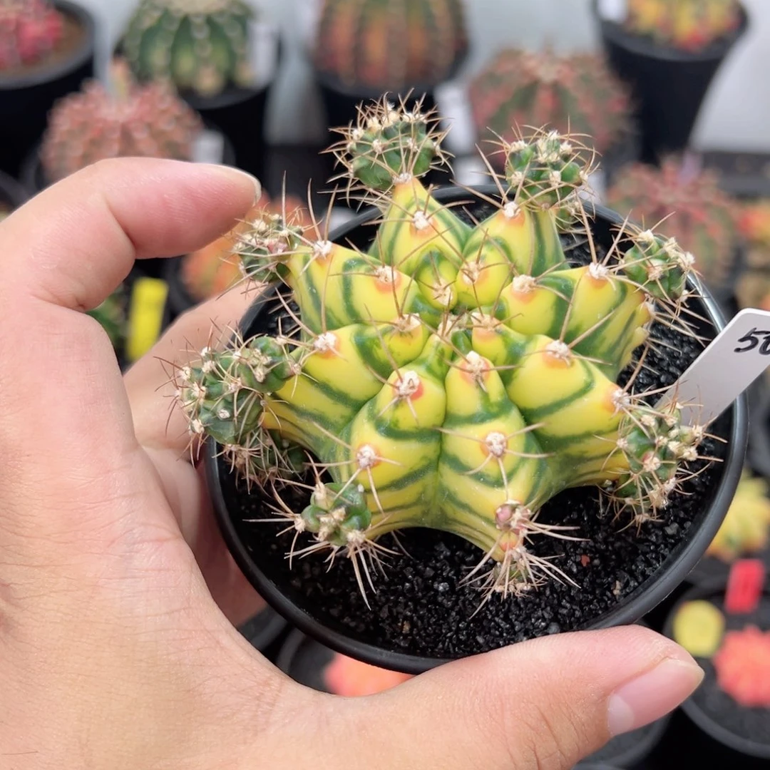 花田//大母本——（默认脱土发货）