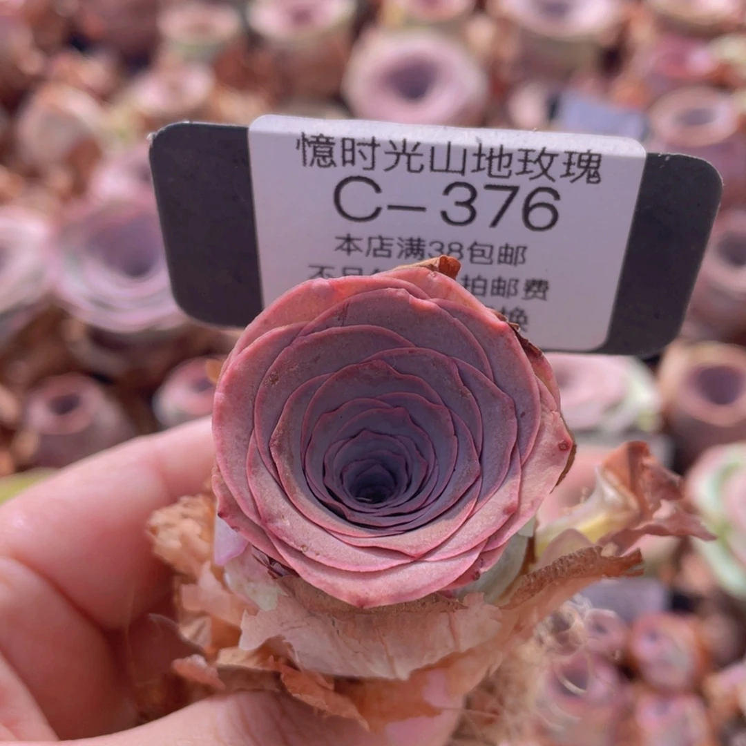 山地玫瑰C376裸根发货断枝不包损不售后