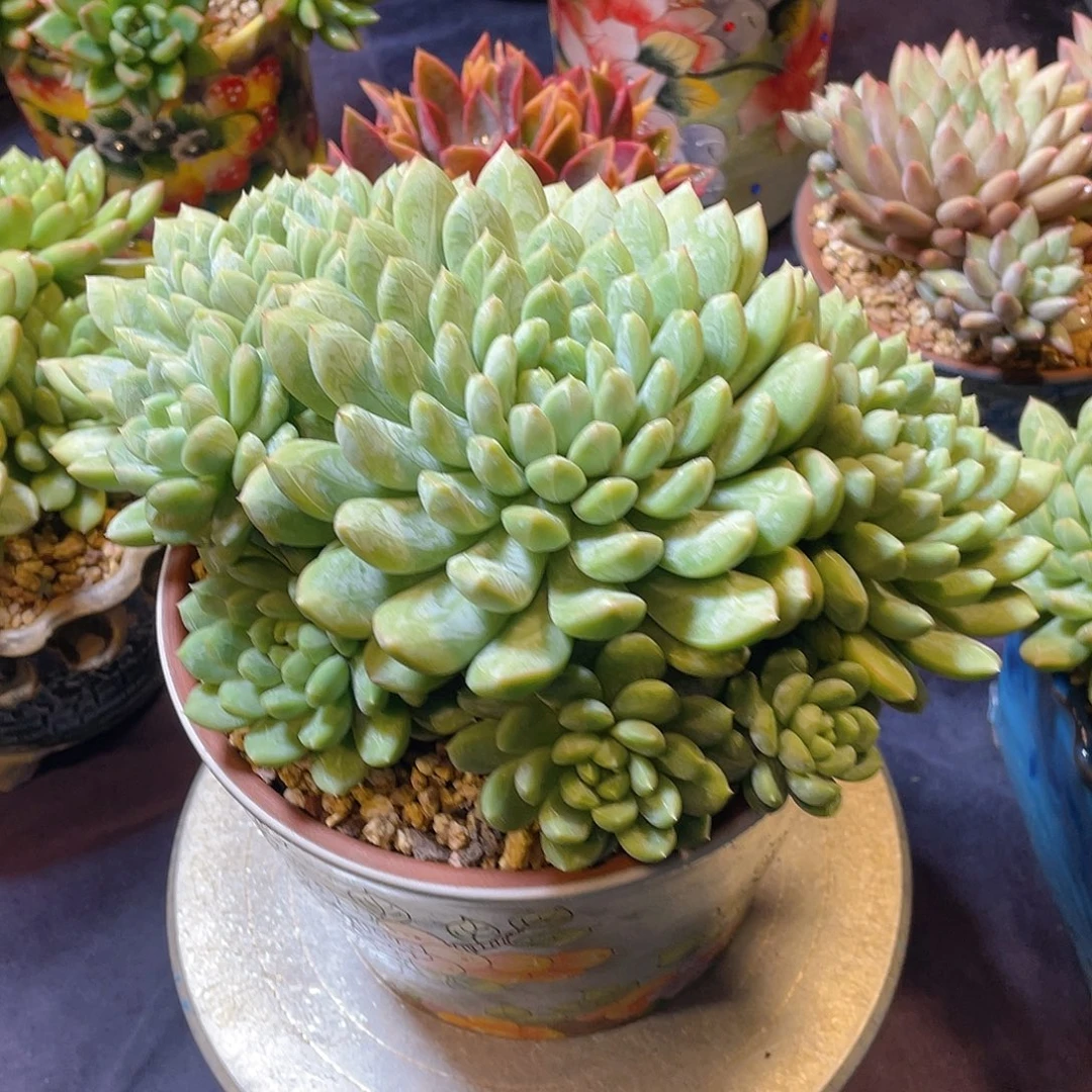 多肉植物带盆物流自付