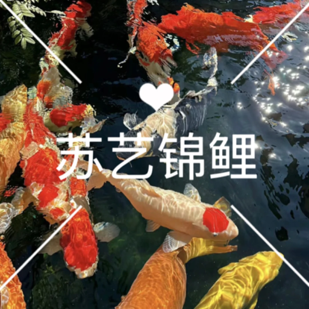 20-29公分！纯种红白锦鲤冷水淡水活体观赏鱼苗好养耐活招财鱼