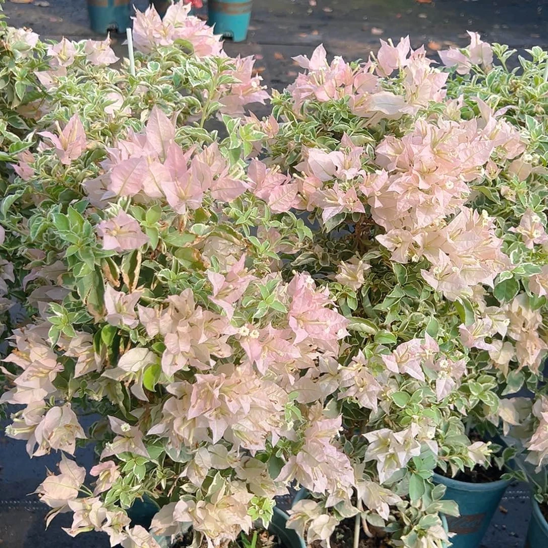 当前无花栽培后可以开花少女心带竹一棵