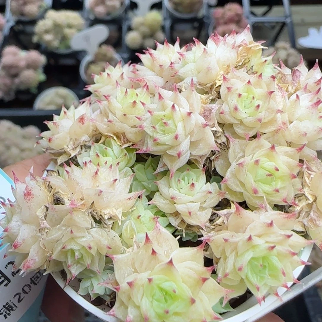 花语逸镜0224-450散