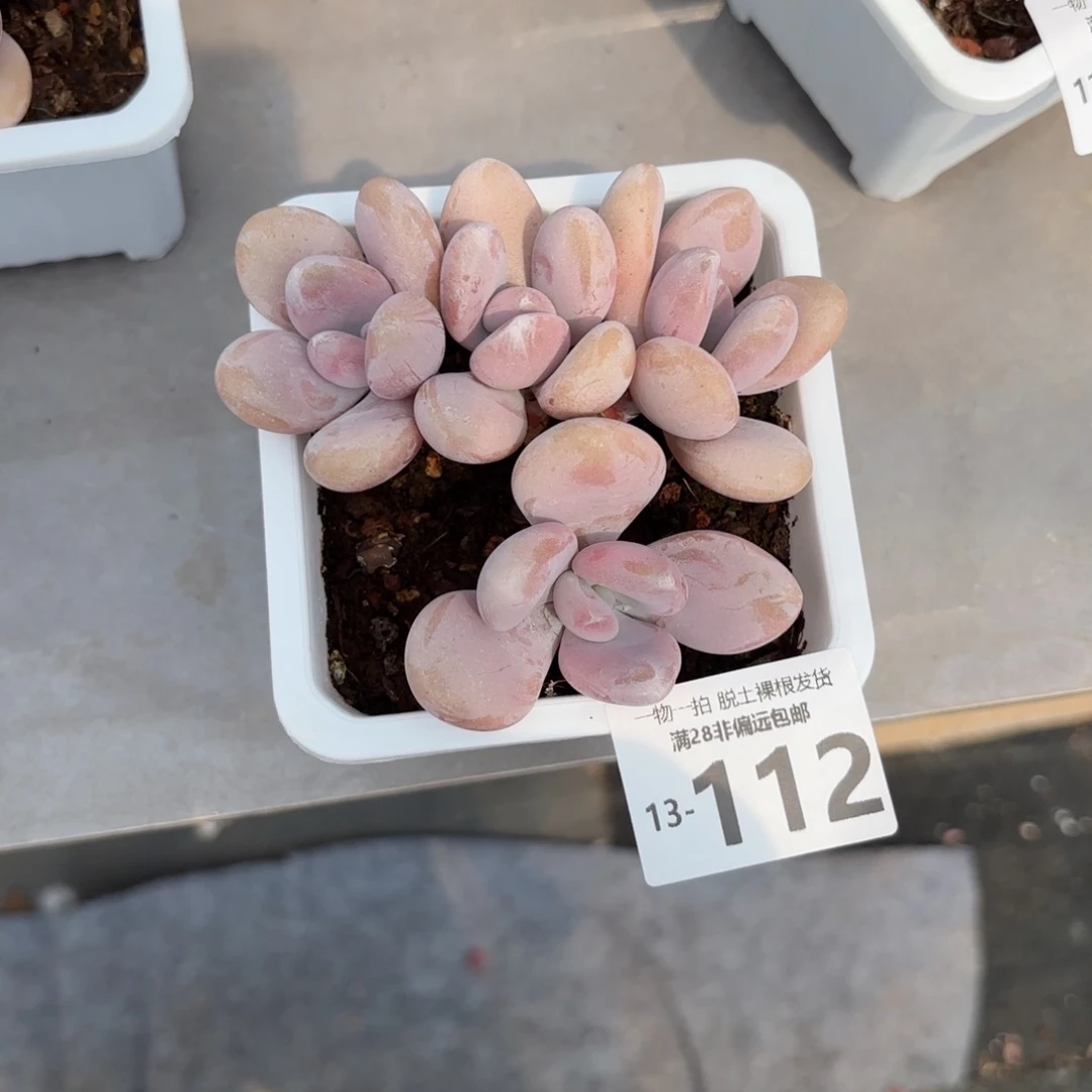 曼**?粉兔老桩多肉多肉