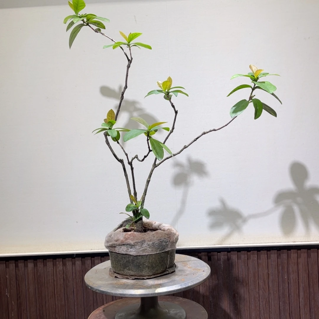 无花朵龙船花一物一拍