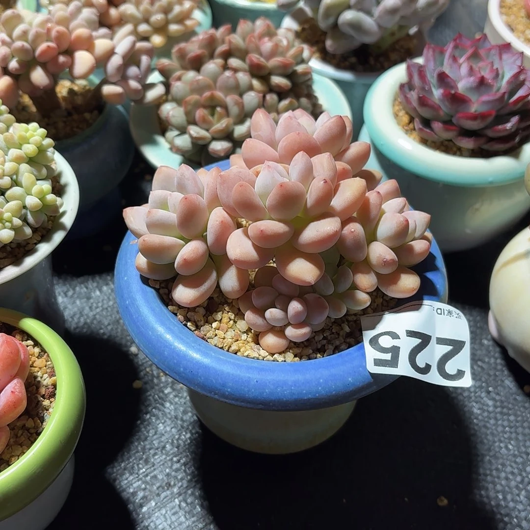洛神多肉带盆特价225
