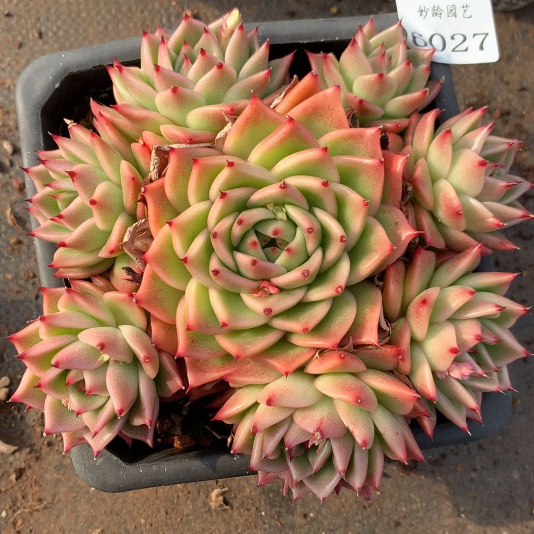 6027杂交多肉老桩