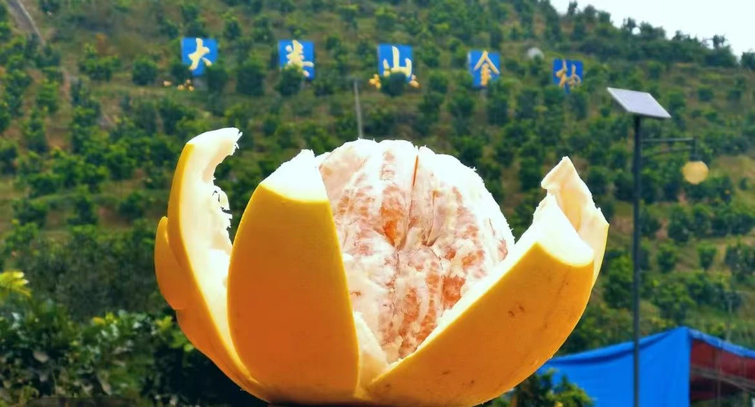 桐梓特产小水金柚