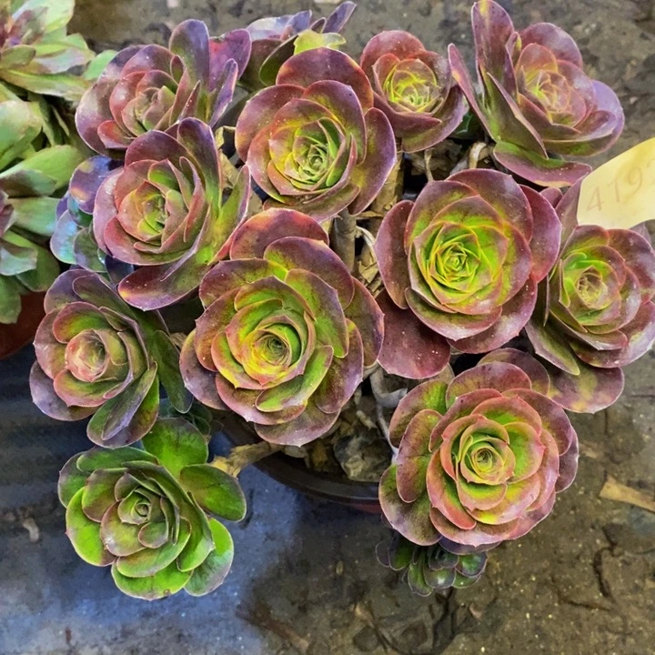 魅金多肉断头不包4192