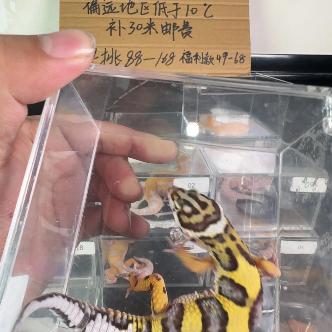 豹纹守宫土匪弟弟