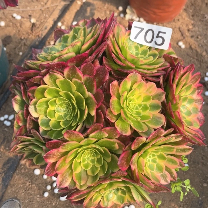 705多肉植物朝霞
