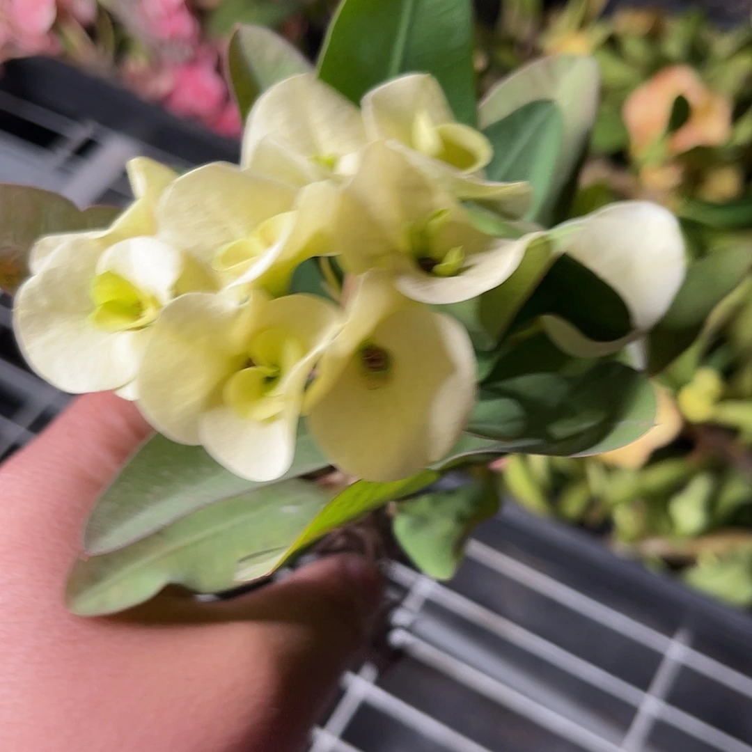 园艺芦荟多肉植物虎刺梅多肉（白暹罗实生）