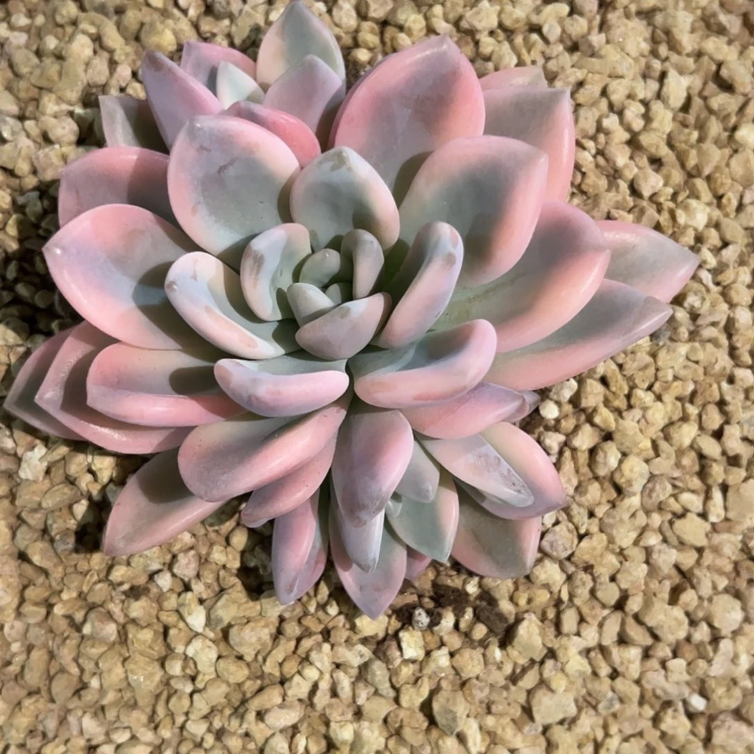 奥普彩锦多肉植物链接妮子