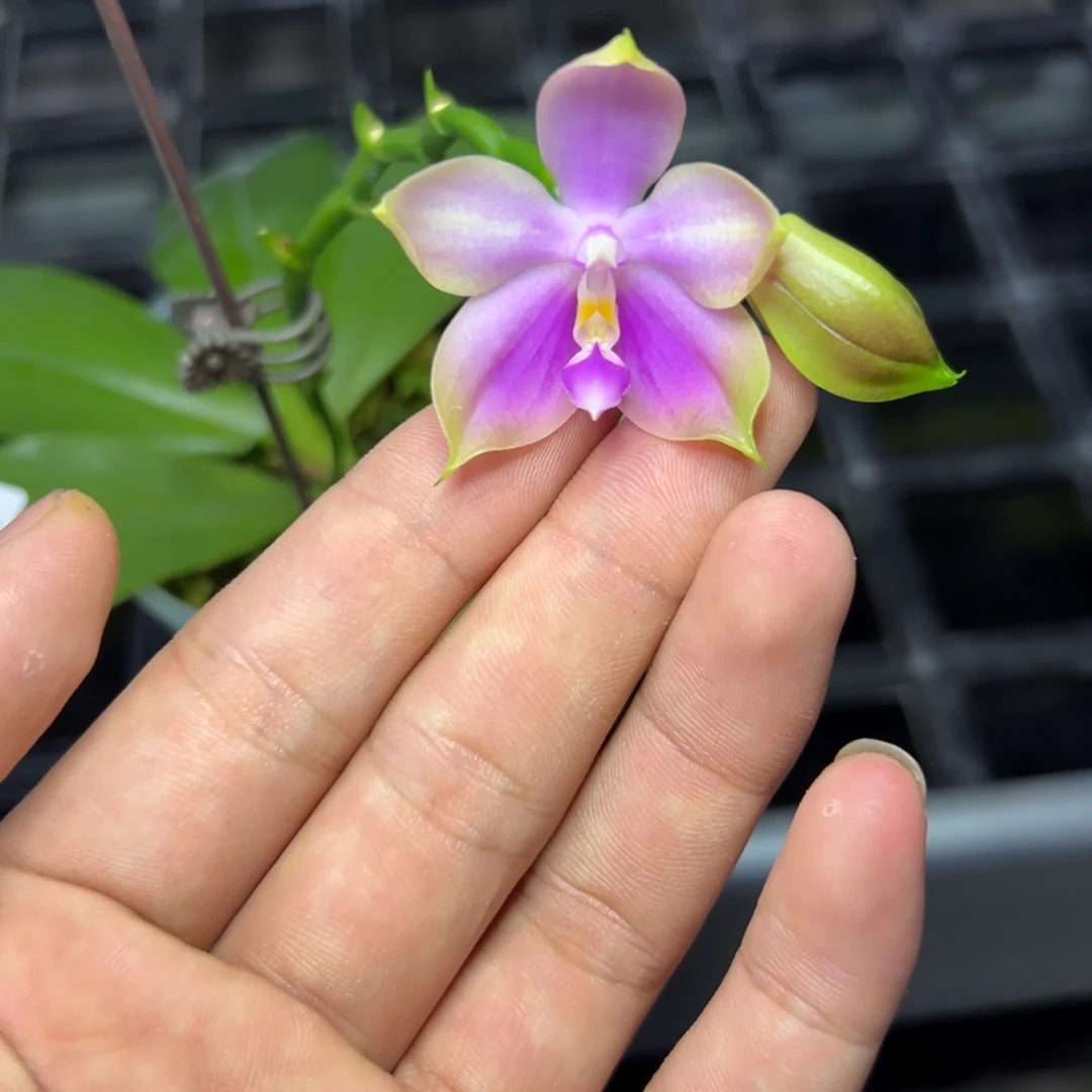 完全开放l338三寸ys1203