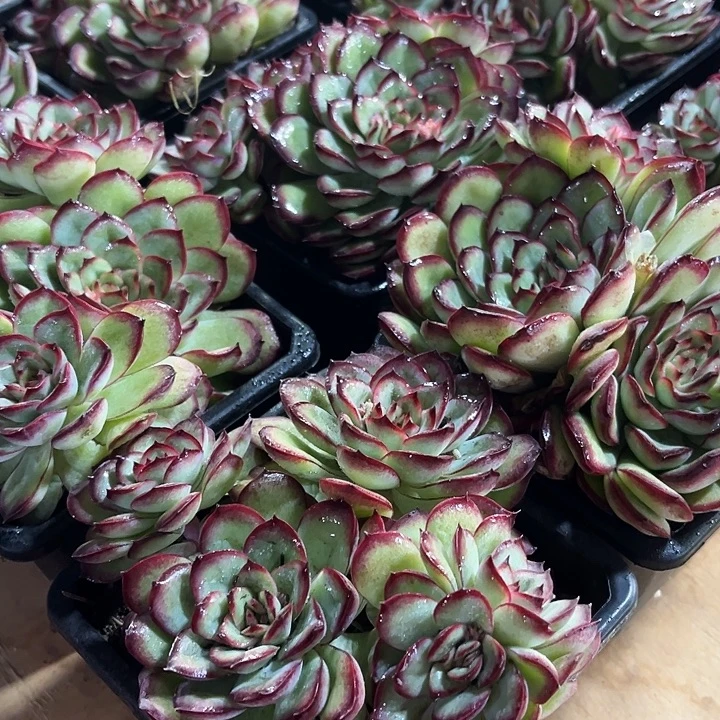 大肉酱玫瑰群多肉植物