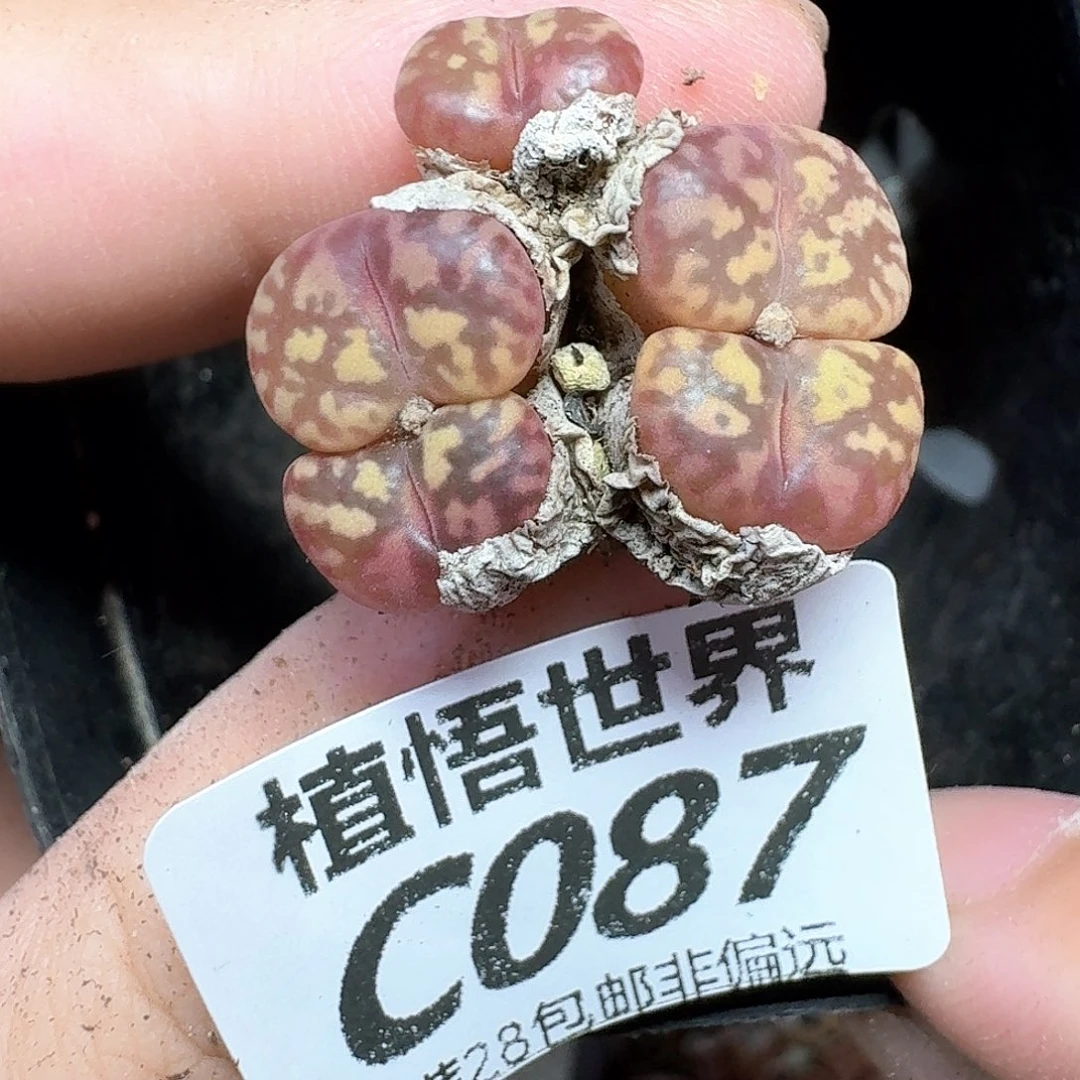多肉我的润泽地方