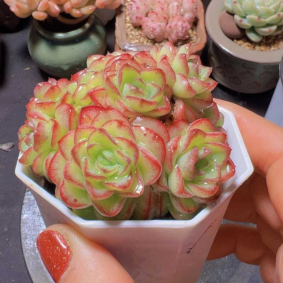 潇*妹女王，多肉植物