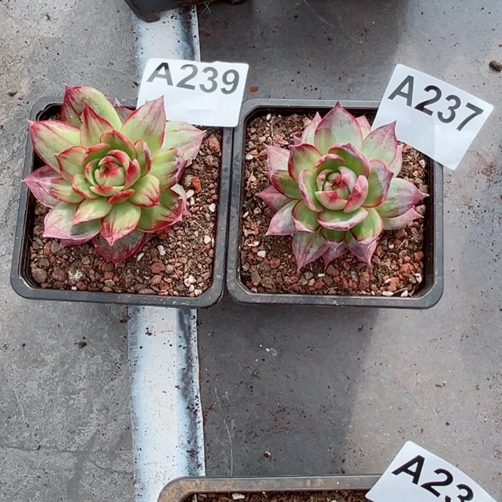 柚***茶惊鸿仙子多肉植物A237.239