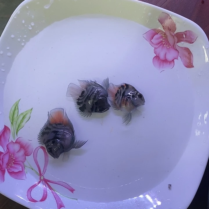 海水鱼摩卡3个多月一对