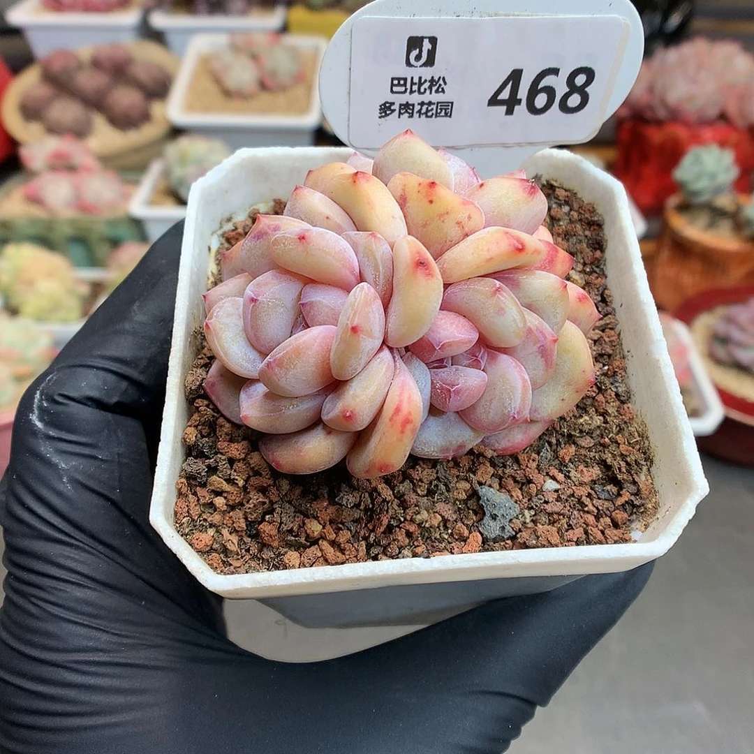 468 粉星影多肉多肉
