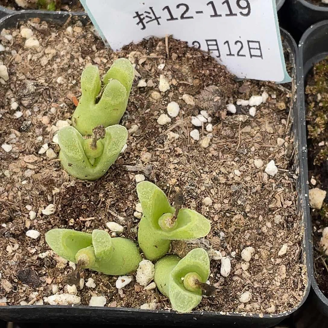 用****412-119肉锥多肉植物