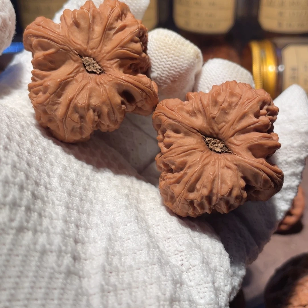 核桃45三角梅花♣️