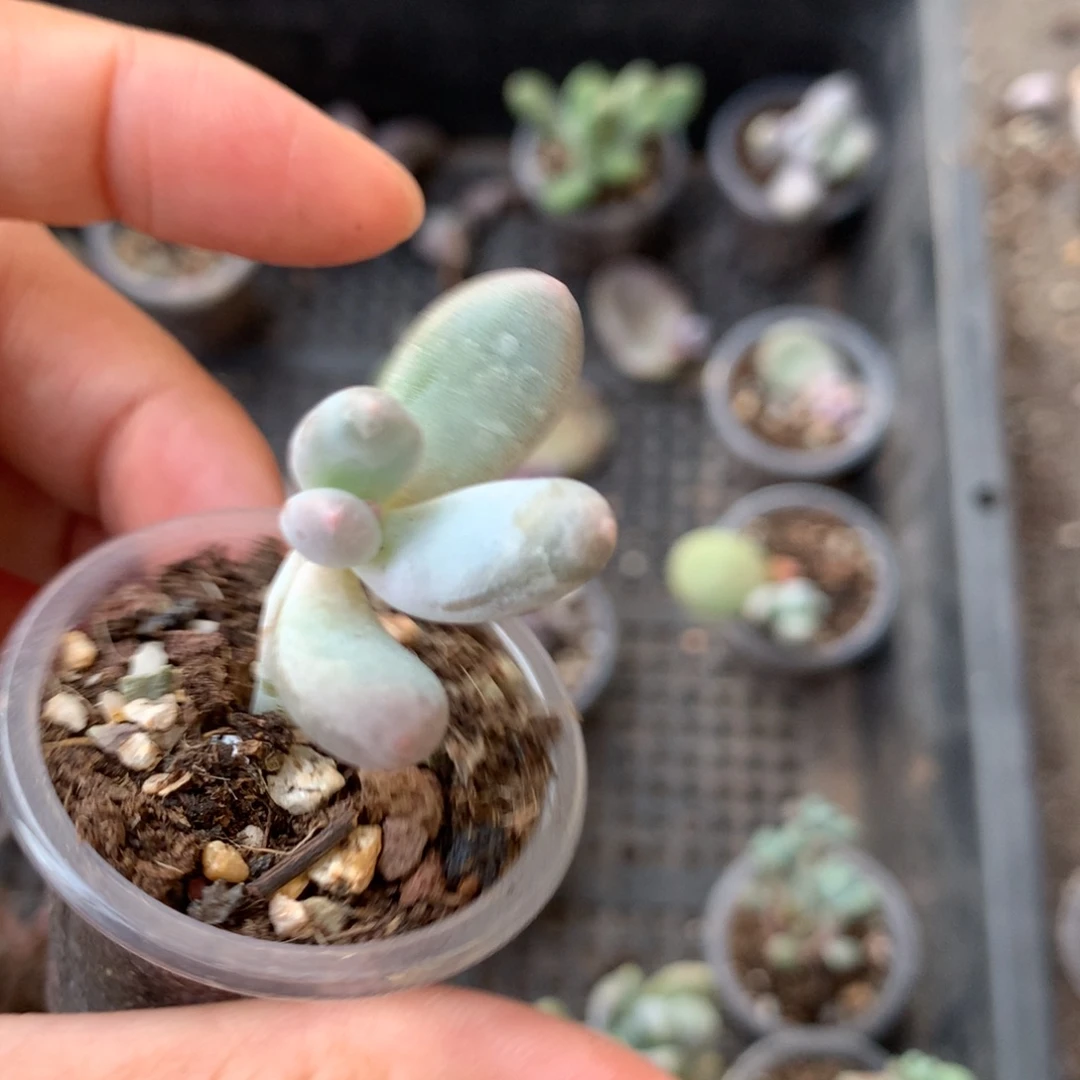 彩虹嚯哈哈哈哈哈