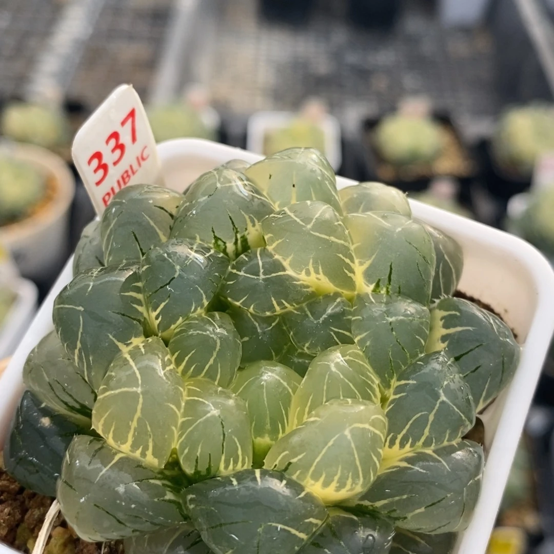 不开花植物337玉露十二卷