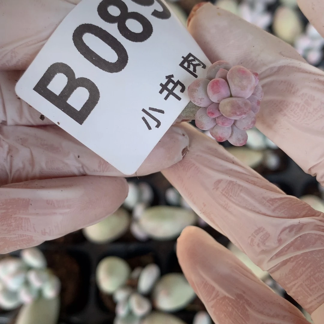 089 彩虹奶酪多肉