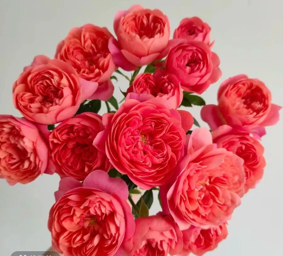 《彩虹阳台》月季 1加仑盆 新手必入 皮实好养