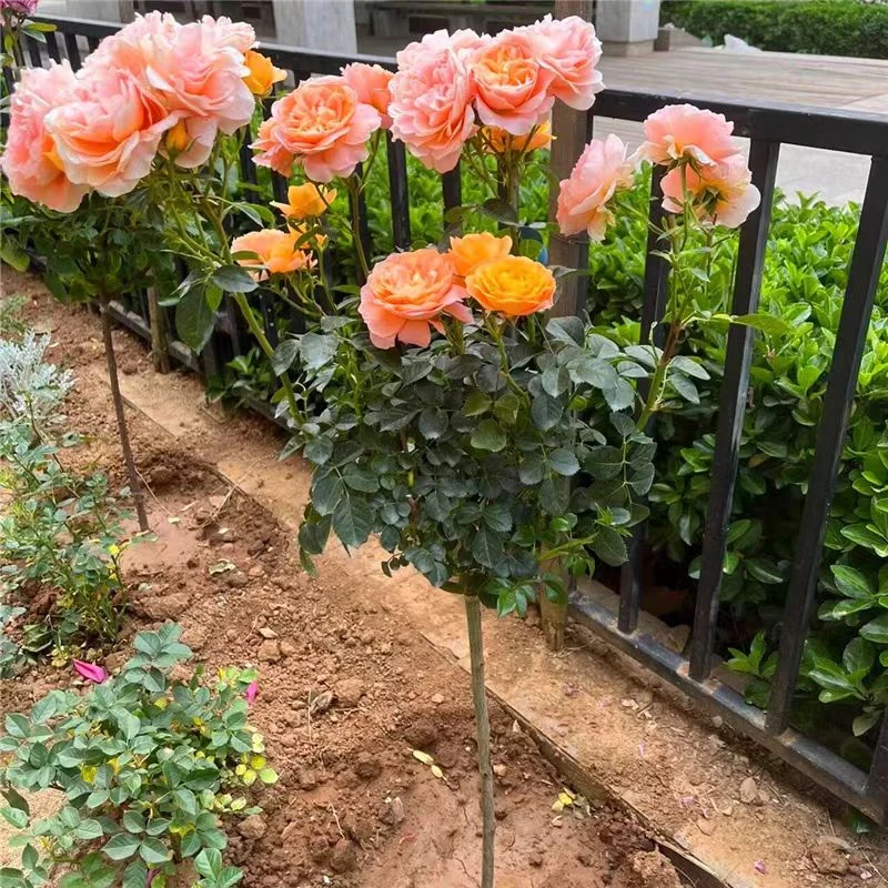 树桩月季棒棒糖造型高杆盆栽多季开花阳台庭院花镜植物耐寒耐旱