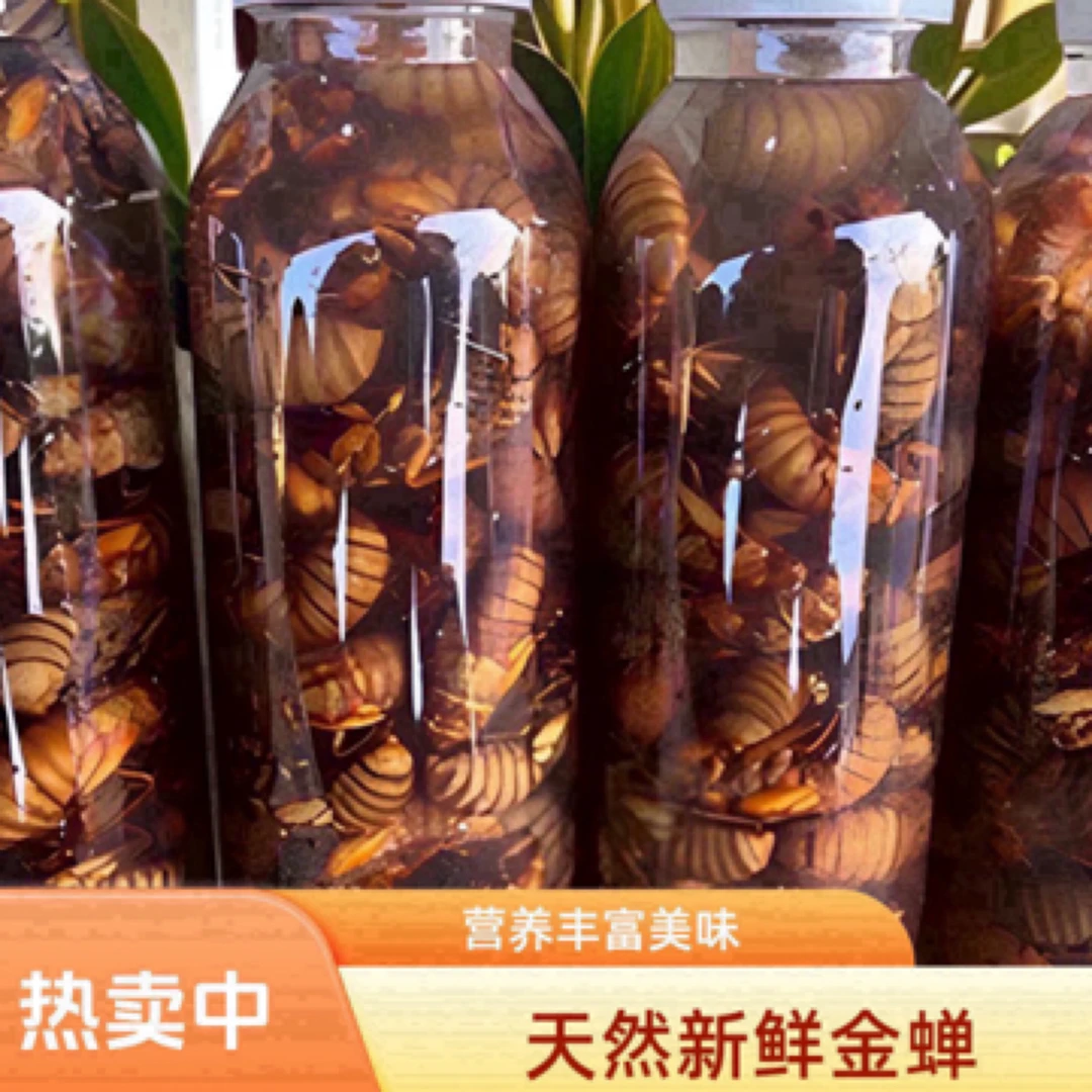 聚划算）2025新鲜野生金蝉 知了猴 蝉蛹 顺丰包邮 油炸爆香