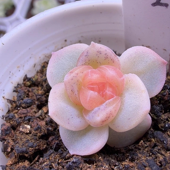 风花雪月流星五公分盆口