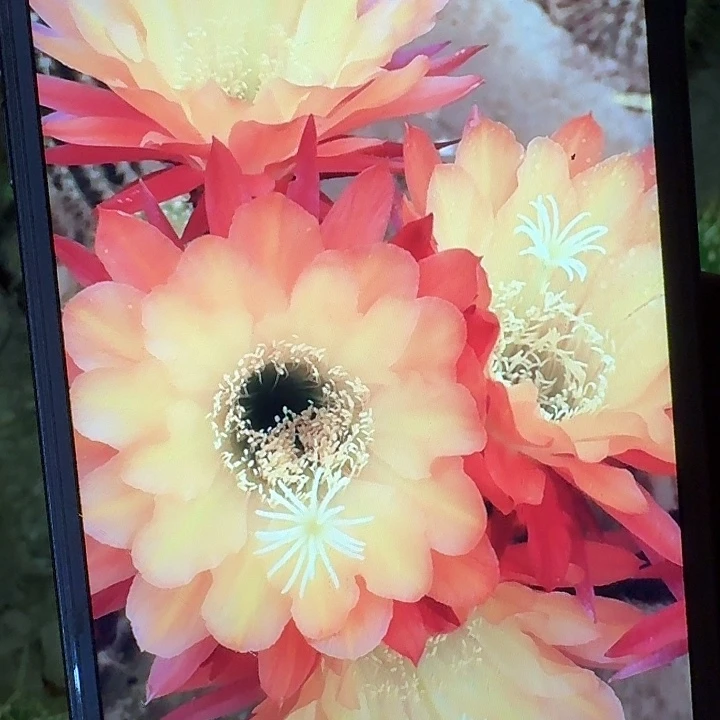 法三侧芽5公分毛花柱仙人球（20包邮