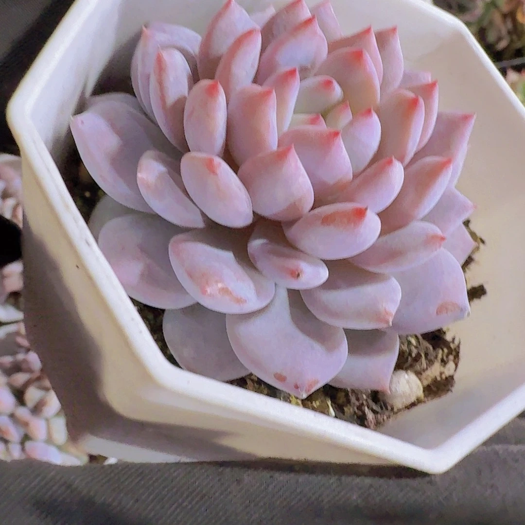 精品星星橙多肉植物