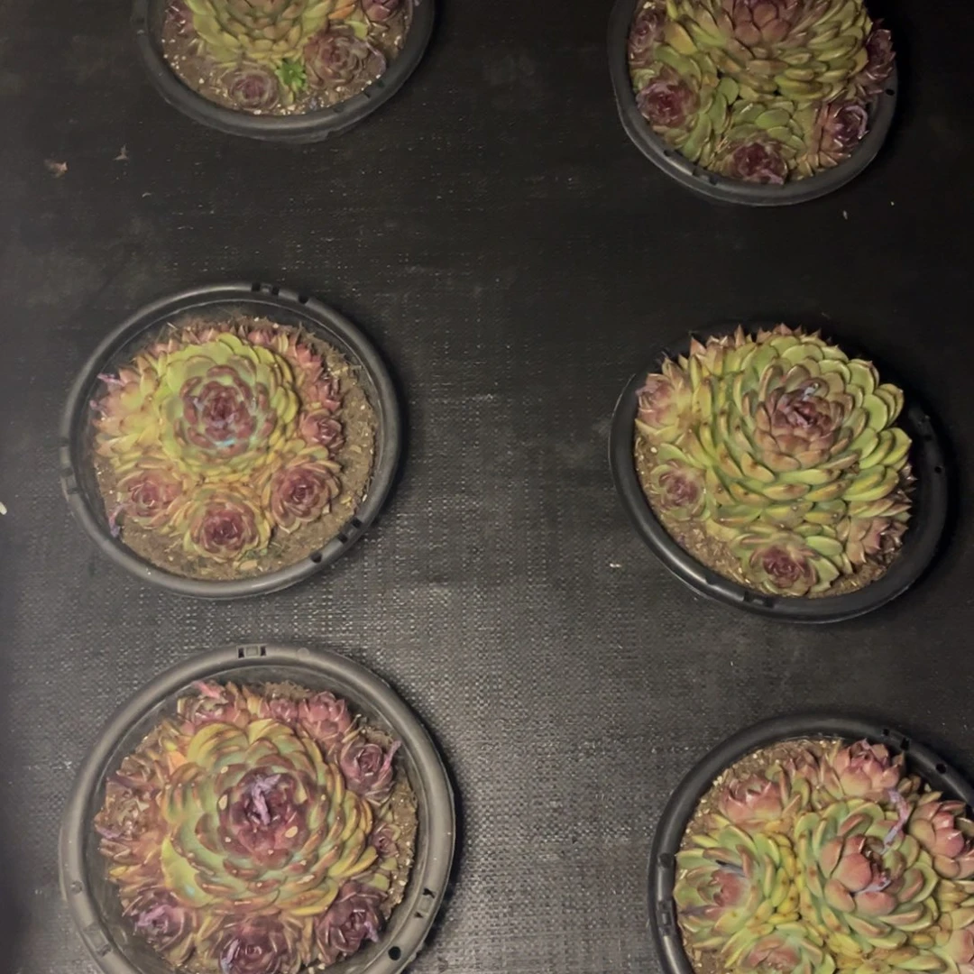 小雨多肉群生紫水晶