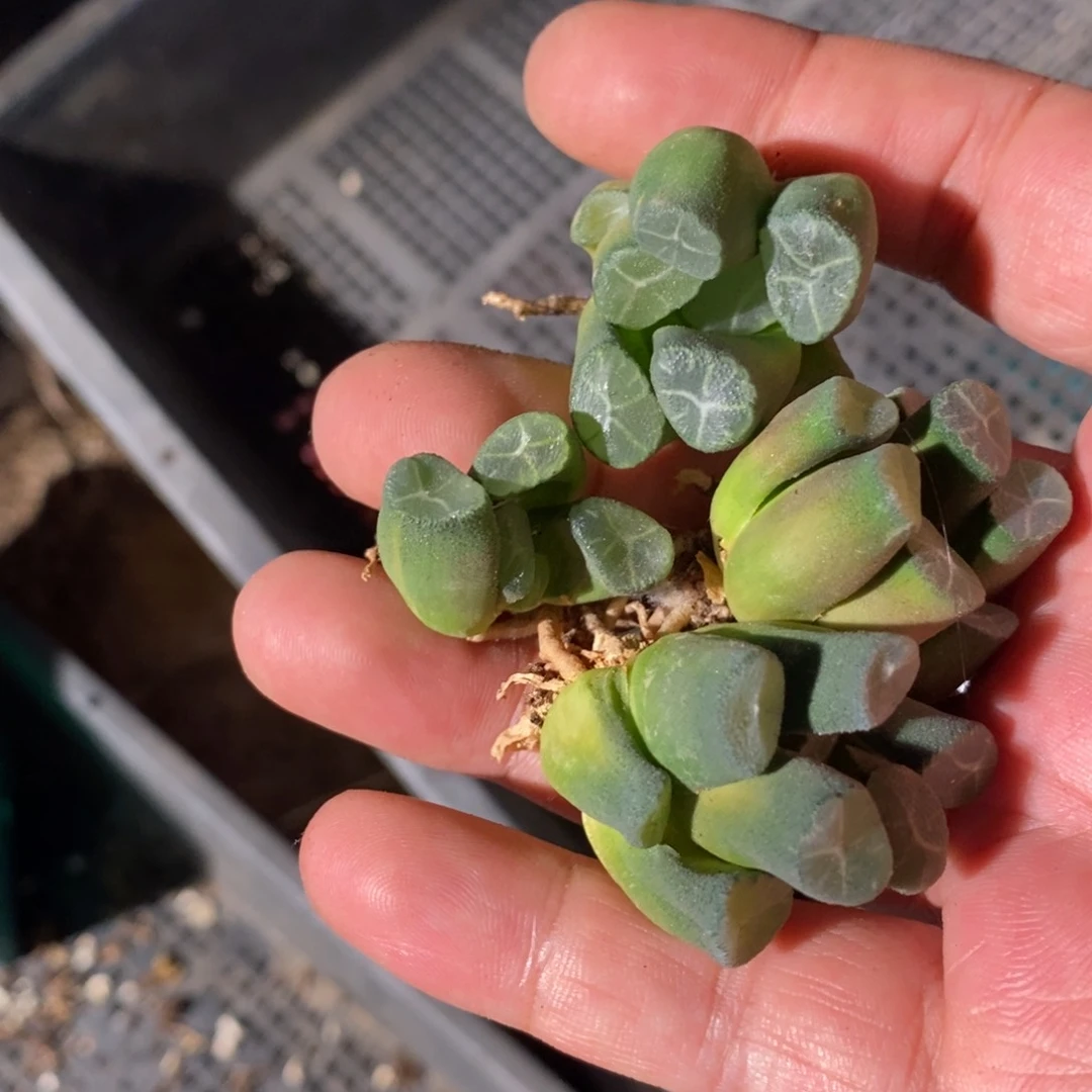 416 一颗实生超美万象小鼻嘎  超级福利