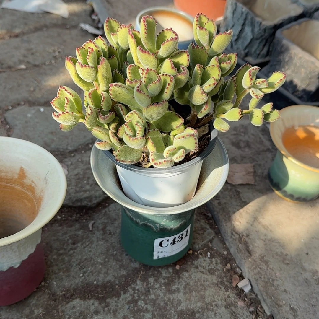 多***球万象带熊童子多肉植物
