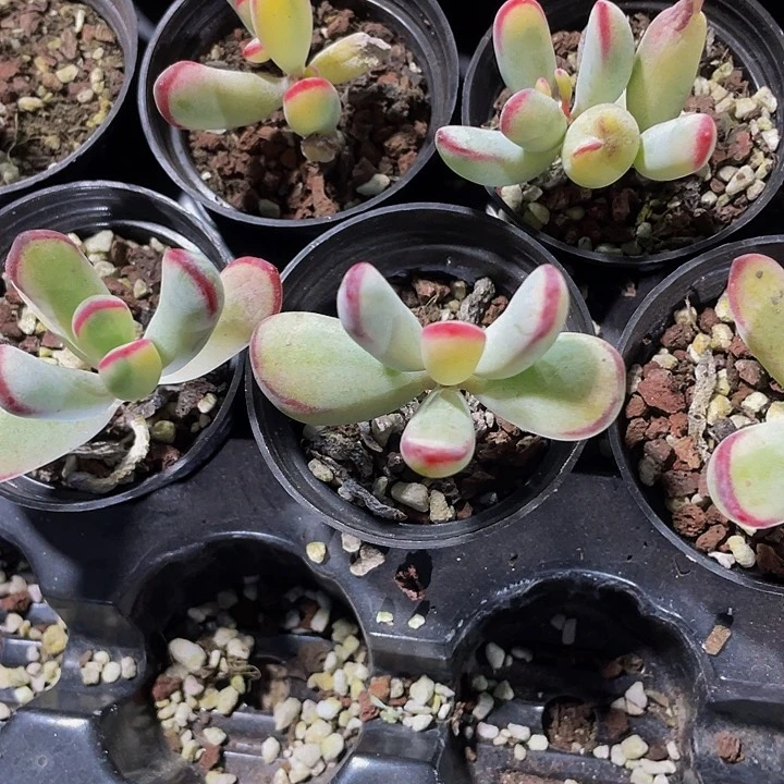 棒叶锦2.8带盆土发