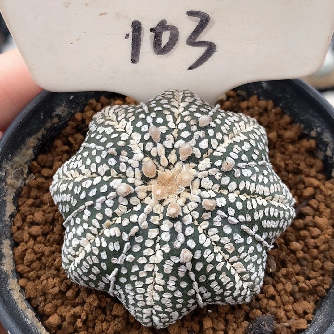 103海星奇迹兜系列产品