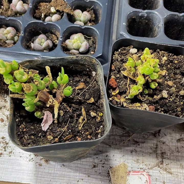 兔子枝干带盆土发货